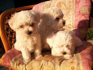 vand pui bichon maltez albi crem de talie mica puiutii sunt rasa pura si au carnet de sanatate pret 