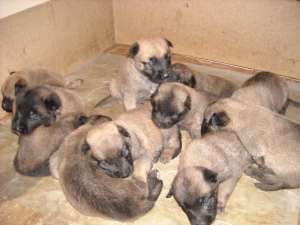 vand ciobanesc belgian-malinois