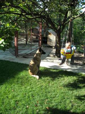 vand ciobanesc belgian-malinois