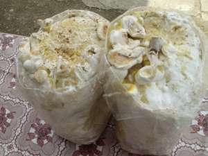 Ganoderma Lucidum,  saculet gata pregatit incubat,  produs profesional de inalta calitate