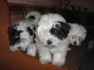 Vand bichon maltez