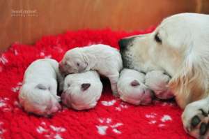 Pui Golden Retriever de exceptie