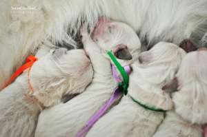 Pui Golden Retriever de exceptie