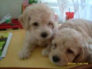 caniche bej apricot 2 luni