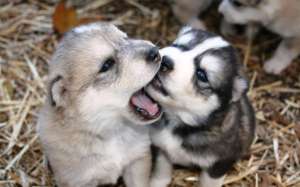 Vand Husky Siberian