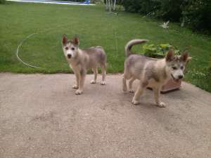 Pui Husky
