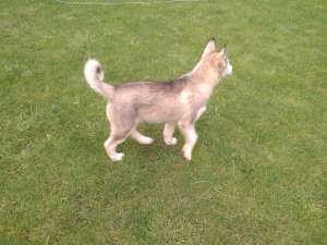 Pui Husky