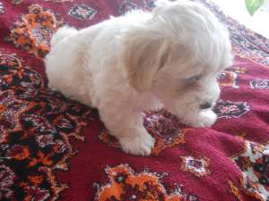 Vand catei Bichon Havanez
