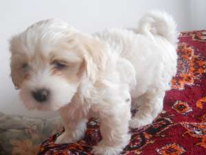 Vand catei Bichon Havanez