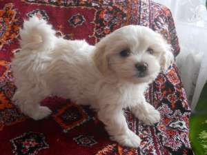 Vand catei Bichon Havanez