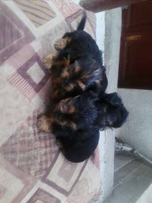 vand yorkshire terrier