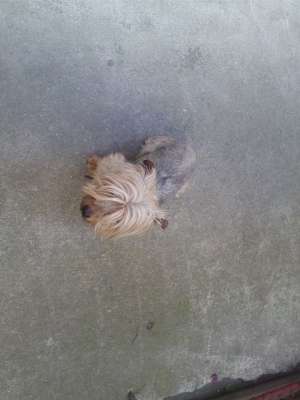 vand yorkshire terrier