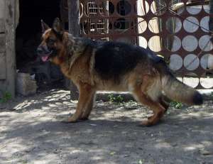 pui ciobanesc german pedigree