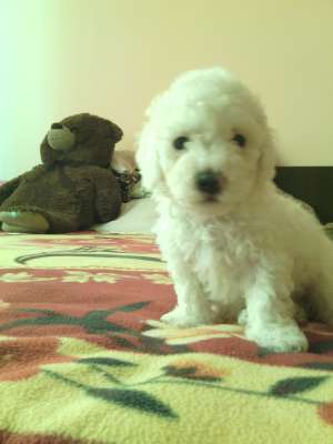 vand bichoni maltese
