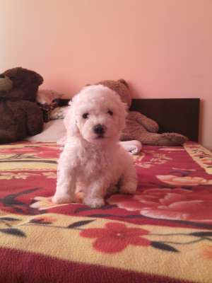 vand bichoni maltese