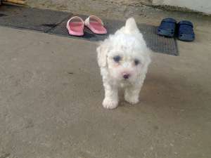 vand bichoni maltese