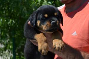 Pui Rottweiler