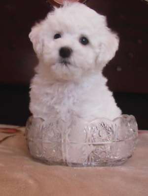 yorkshire terrier, Spitz,  Westie, Shih tzu,  Bishon de vanzare sau orice rasa la comanda
