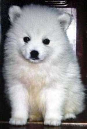 yorkshire terrier, Spitz,  Westie, Shih tzu,  Bishon de vanzare sau orice rasa la comanda
