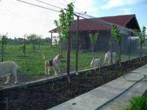 pensiune canina timisoara