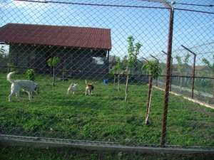 pensiune canina timisoara