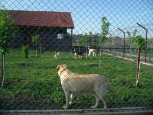 pensiune canina timisoara