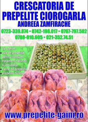 Vindem carne si oua de prepelita