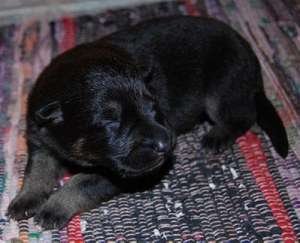 donam puiut catel rottie cu amstaff