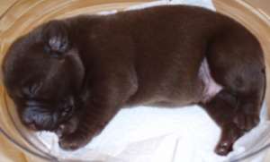 donam puiut catel rottie cu amstaff