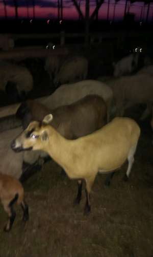 Vand 5 oi camerun cu miei si 2 berbeci.